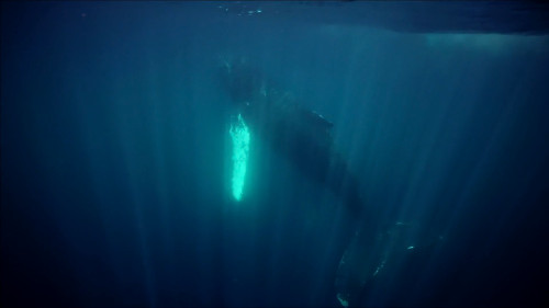 A shot of a humpack whale underwater
