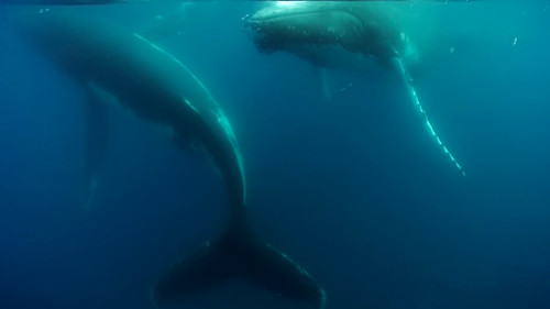 A picture of whales mating